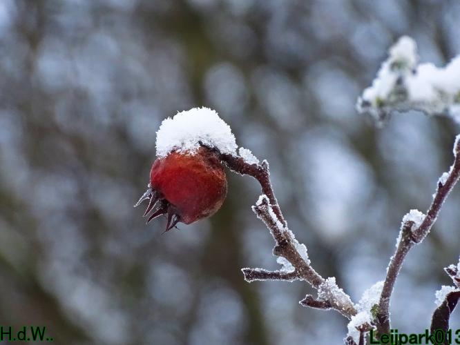 Leijpark013  21 &amp; 22 &amp; 23 &amp; 24 januari 2023 