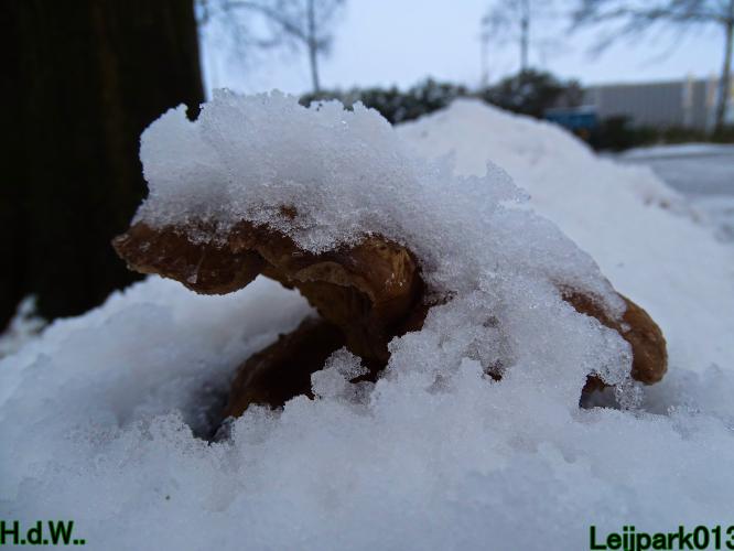 Leijpark013  21 &amp; 22 &amp; 23 &amp; 24 januari 2023 