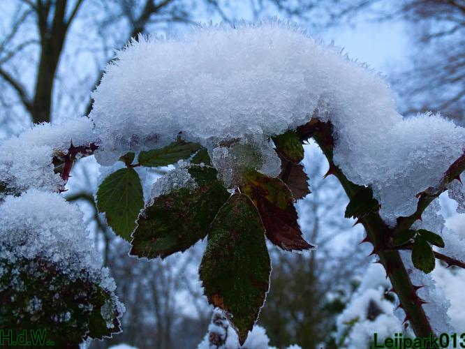 Leijpark013  21 &amp; 22 &amp; 23 &amp; 24 januari 2023 