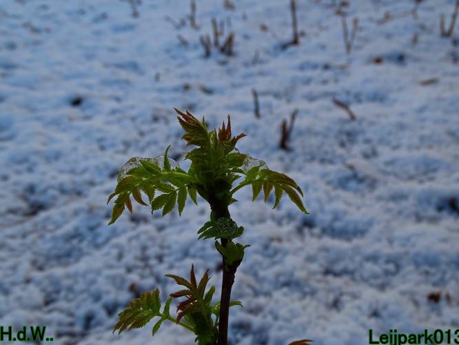 Leijpark013  21 &amp; 22 &amp; 23 &amp; 24 januari 2023 