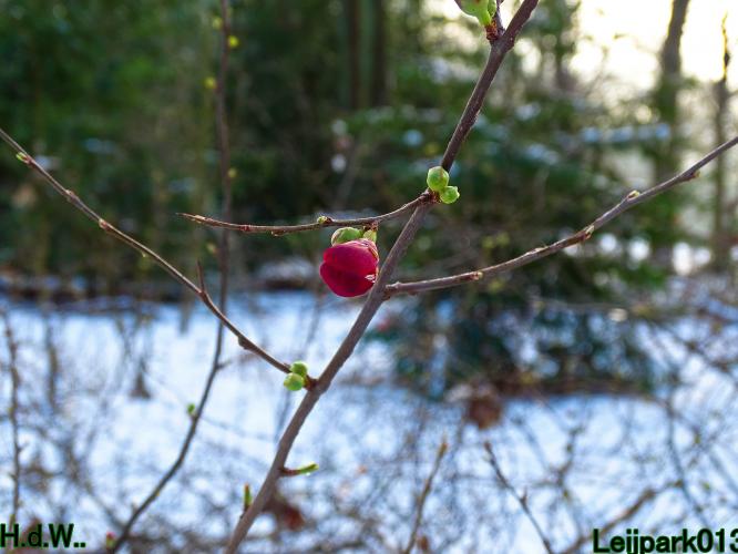 Leijpark013  21 &amp; 22 &amp; 23 &amp; 24 januari 2023 