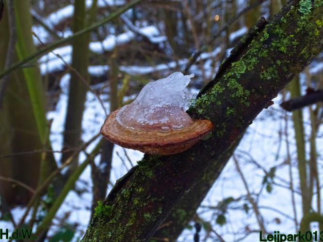 Leijpark013  21 &amp; 22 &amp; 23 &amp; 24 januari 2023 