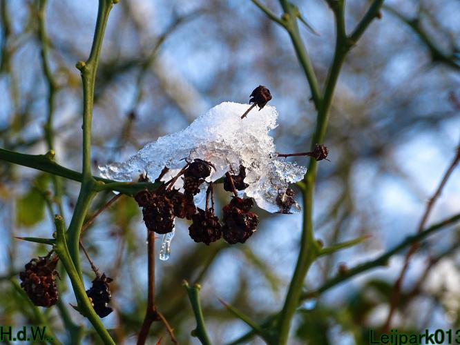 Leijpark013  21 &amp; 22 &amp; 23 &amp; 24 januari 2023 