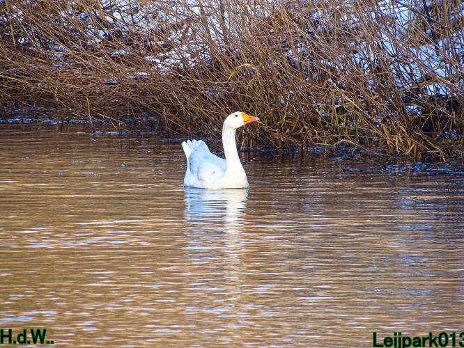 Leijpark013  21 &amp; 22 &amp; 23 &amp; 24 januari 2023 