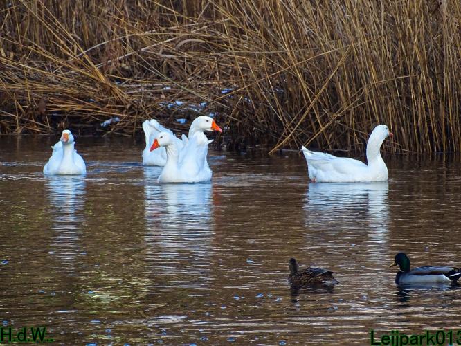Leijpark013  21 &amp; 22 &amp; 23 &amp; 24 januari 2023 