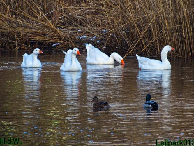 Leijpark013  21 &amp; 22 &amp; 23 &amp; 24 januari 2023 