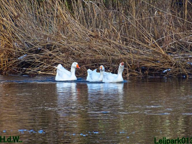 Leijpark013  21 &amp; 22 &amp; 23 &amp; 24 januari 2023 