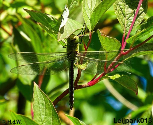 Leijpark013 Grote keizerlibel