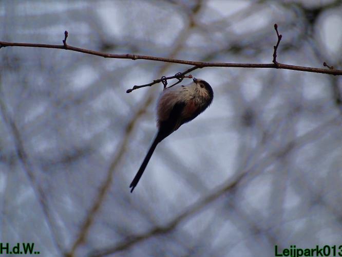 #leijpark013 6 &amp; 7 &amp; 8 &amp; 9 februari 2023 