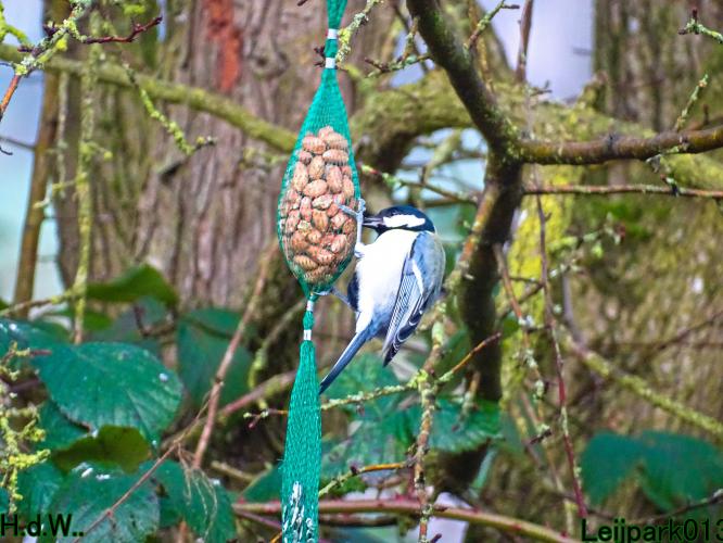 #leijpark013 6 &amp; 7 &amp; 8 &amp; 9 februari 2023 