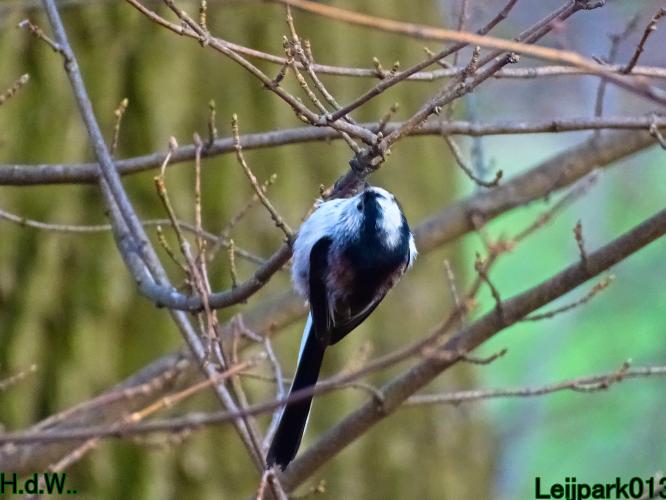 #leijpark013 6 &amp; 7 &amp; 8 &amp; 9 februari 2023 