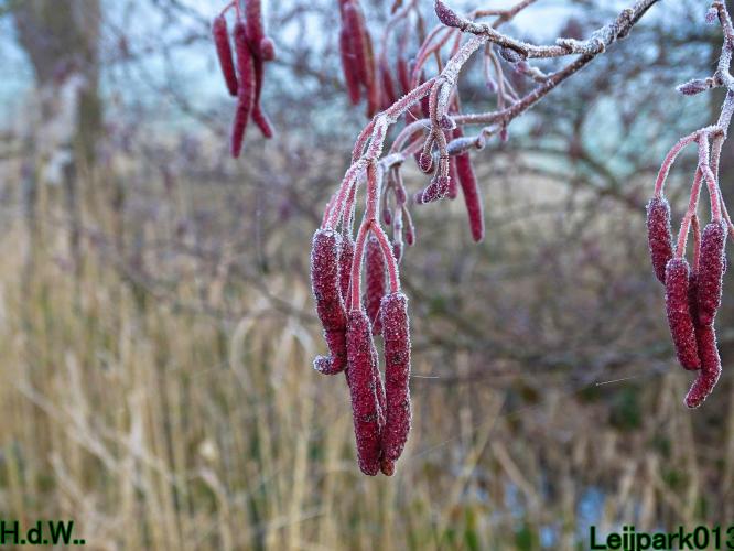 #leijpark013 6 &amp; 7 &amp; 8 &amp; 9 februari 2023 