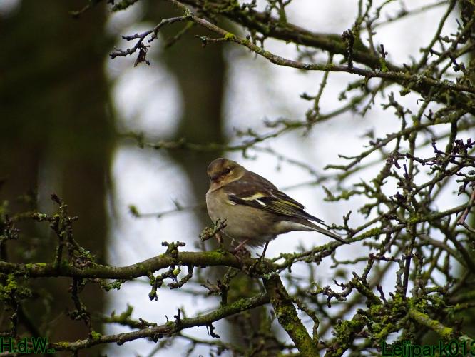 #leijpark013 6 &amp; 7 &amp; 8 &amp; 9 februari 2023 