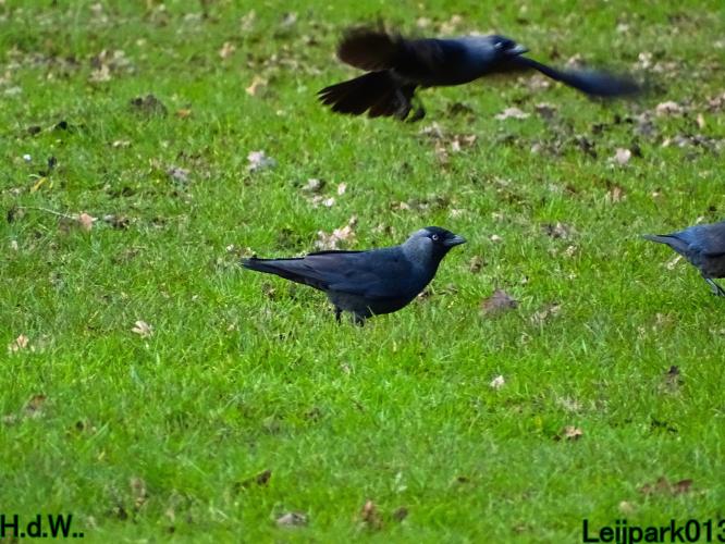 #leijpark013 6 &amp; 7 &amp; 8 &amp; 9 februari 2023 