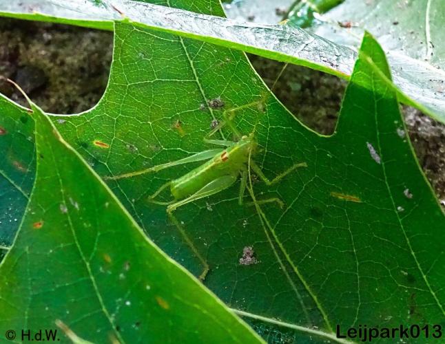 Leijpark013 Zuidelijke boomsprinkhaan