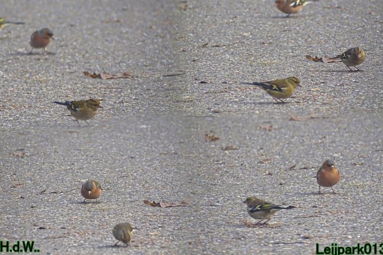 Leijpark013  14 &amp; 15 &amp; 16 &amp; 17 februari 2023 