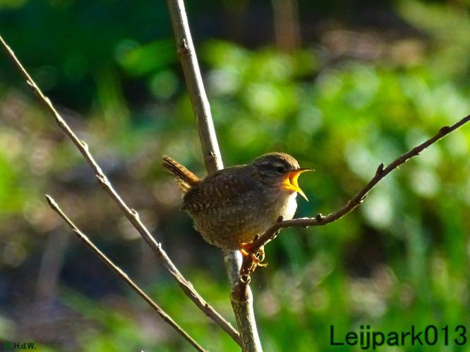 Leijpark013 Winterkoninkje 