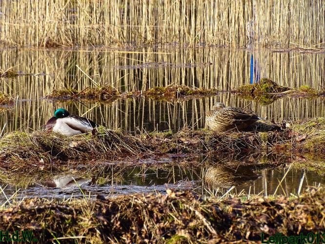 Leijpark013 10 &amp; 11 &amp; 12 &amp; 13 maart 2023 