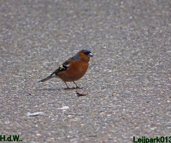 Leijpark013 10 &amp; 11 &amp; 12 &amp; 13 maart 2023 