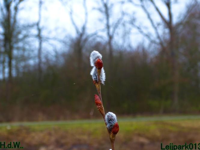 Leijpark013 10 &amp; 11 &amp; 12 &amp; 13 maart 2023 