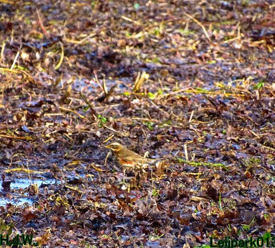 Leijpark013 10 &amp; 11 &amp; 12 &amp; 13 maart 2023 