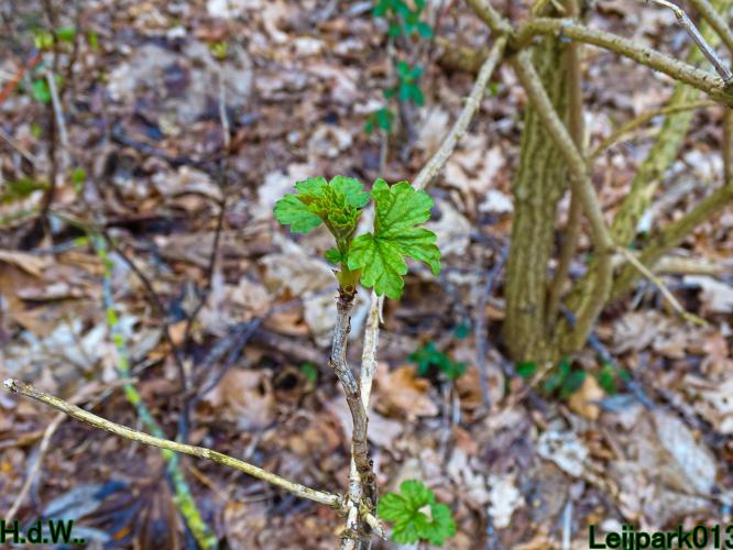 Leijpark013 10 &amp; 11 &amp; 12 &amp; 13 maart 2023 