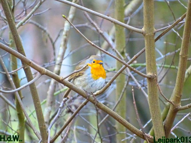 Leijpark013 10 &amp; 11 &amp; 12 &amp; 13 maart 2023 