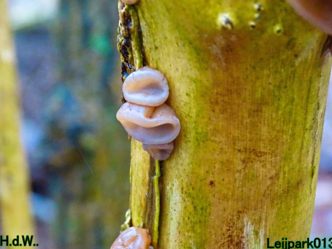 Leijpark013 10 &amp; 11 &amp; 12 &amp; 13 maart 2023 