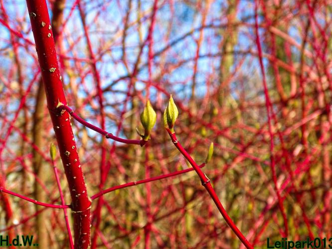 Leijpark013 10 &amp; 11 &amp; 12 &amp; 13 maart 2023 