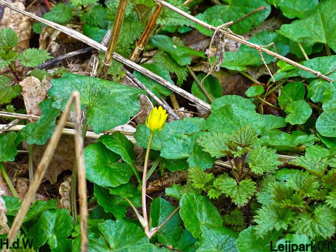 Leijpark013 10 &amp; 11 &amp; 12 &amp; 13 maart 2023 