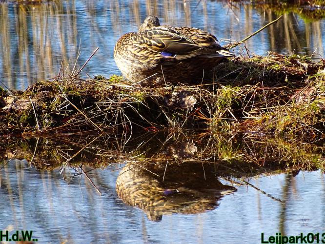 Leijpark013 10 &amp; 11 &amp; 12 &amp; 13 maart 2023 