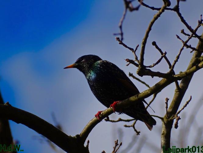 Leijpark013 14 &amp; 15 &amp; 16 &amp; 17 maart 2023 