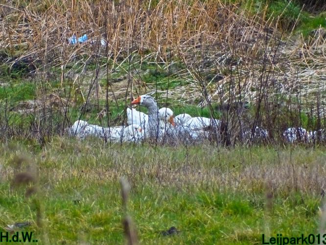 Leijpark013 14 &amp; 15 &amp; 16 &amp; 17 maart 2023 