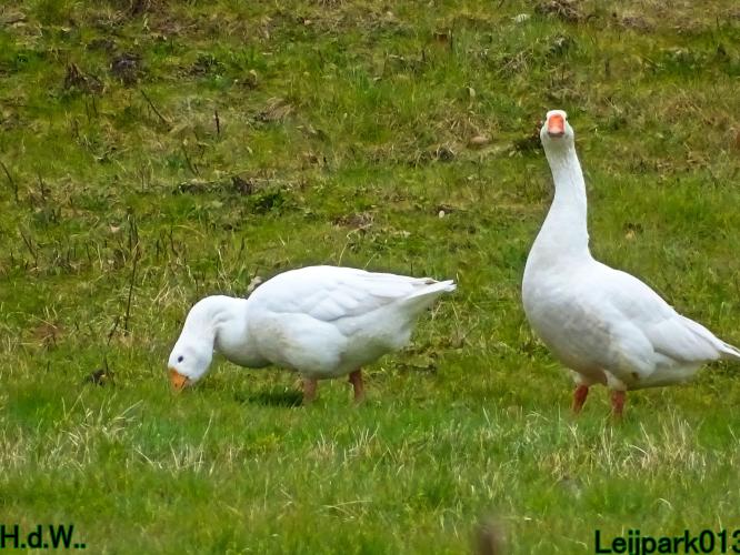 Leijpark013 14 &amp; 15 &amp; 16 &amp; 17 maart 2023 