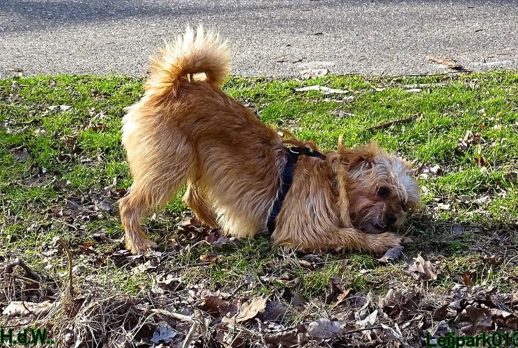 Leijpark013 Beestenboel  22 maart 2023 