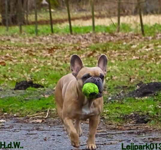 Leijpark013 Beestenboel  22 maart 2023 