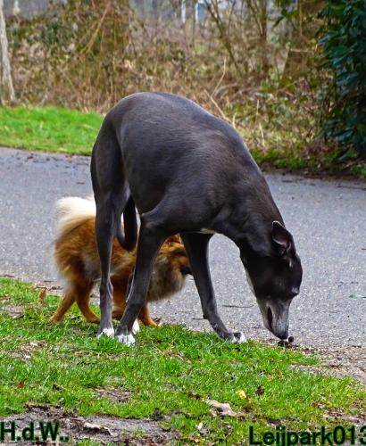Leijpark013 Beestenboel  22 maart 2023 