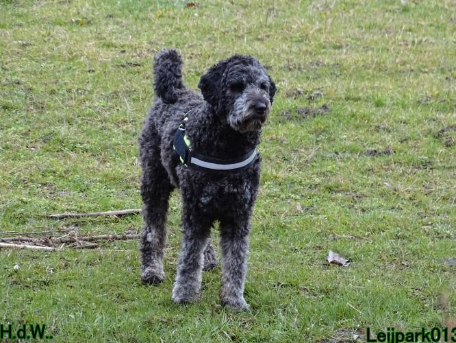 Leijpark013 Beestenboel  22 maart 2023 