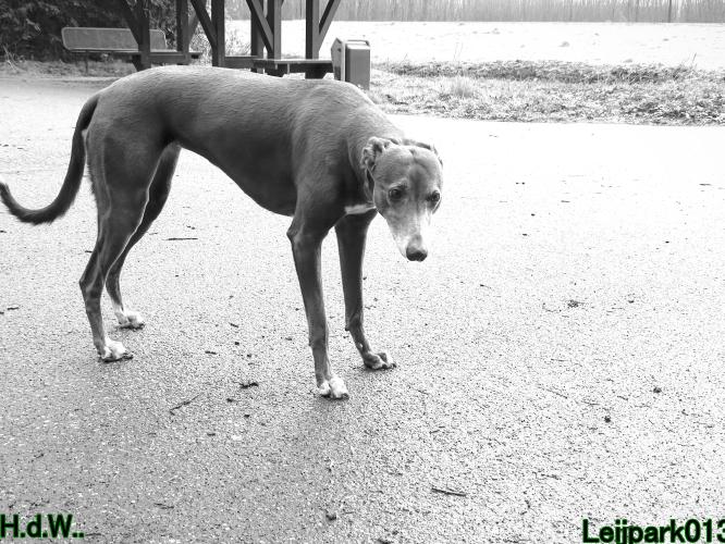 Leijpark013 Beestenboel  22 maart 2023 