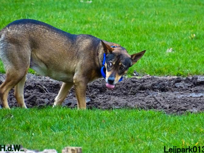Leijpark013 Beestenboel  22 maart 2023 