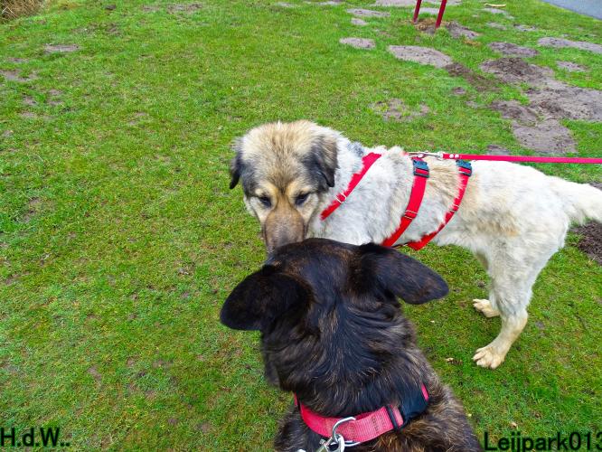 Leijpark013 Beestenboel  22 maart 2023 