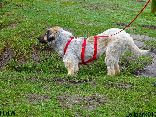 Leijpark013 Beestenboel  22 maart 2023 