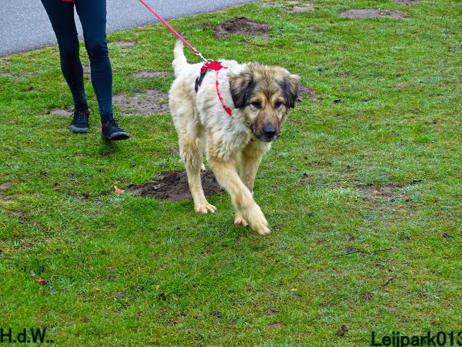 Leijpark013 Beestenboel  22 maart 2023 