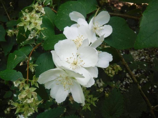 Leijpark013   Sierheester