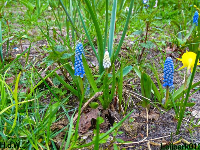 Leijpark013  11 &amp; 12 &amp; 13 &amp; 14 april 2023 