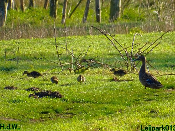 Leijpark013   19 &amp; 20 &amp; 21 &amp; 22 april 2023 
