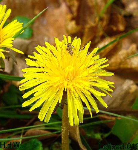 Leijpark013   19 &amp; 20 &amp; 21 &amp; 22 april 2023 