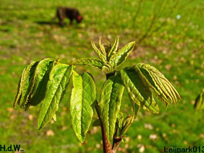 Leijpark013   19 &amp; 20 &amp; 21 &amp; 22 april 2023 