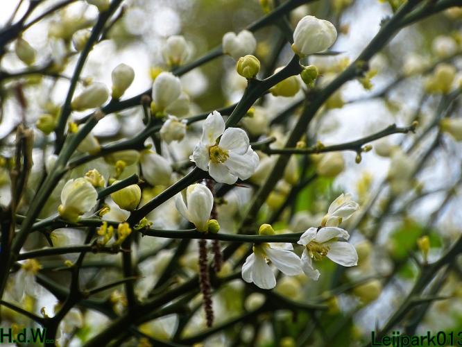 Leijpark013   19 &amp; 20 &amp; 21 &amp; 22 april 2023 