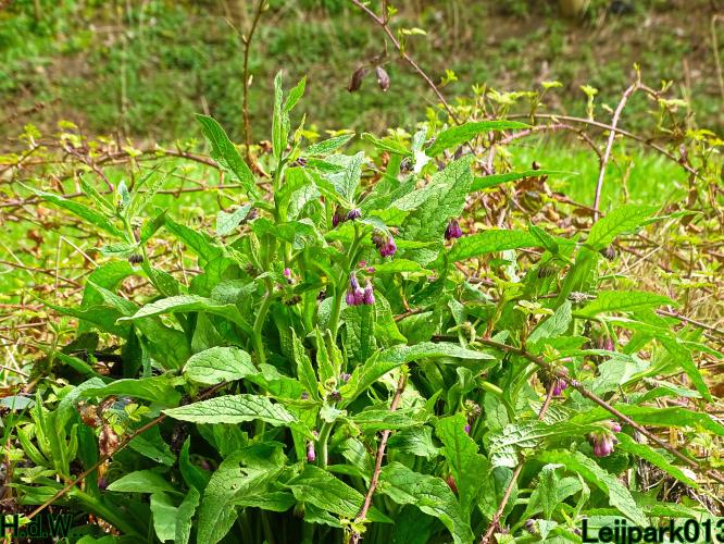 Leijpark013   19 &amp; 20 &amp; 21 &amp; 22 april 2023 